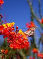 Golf-Scheckenfalter-Schmetterling auf einer roten Paradiesvogelblume foto