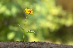 schöne Bodenblume, die durch den Boden wächst, und gelbe Blume mit grünem natürlichem Wachstum. foto