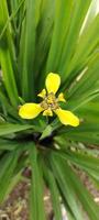 schöne gelbe Blumen foto