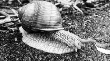 große Gartenschnecke im Gehäuse kriecht auf nasser Straße, beeil dich nach Hause foto