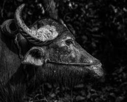 Großer Büffel Nahaufnahme Gesicht in Schwarz und Weiß foto