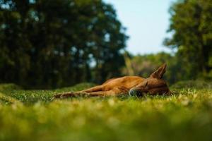 Brauner Hund, der sich friedlich schlafend auf Gras legt foto