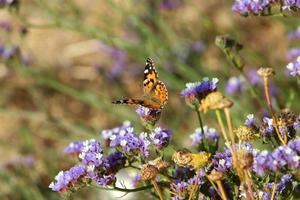 Lepidoptera-Schmetterling sitzt auf einer Blume. foto