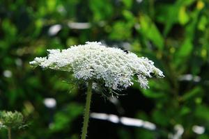 Wilde Karotte blüht auf einer Waldlichtung. foto