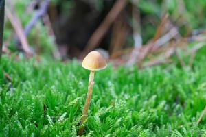 ein filigraner kleiner pilz auf dem waldboden in sanftem licht. Makroaufnahme Natur foto