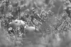 Fliegenpilz in schwarz weiß in einem Heidefeld im Wald. giftiger Pilz foto