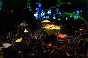 eine Gruppe filigraner kleiner Pilze, auf dem Waldboden in weichem Licht. Makroaufnahme foto