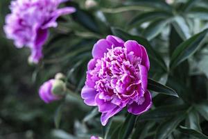 Rosa Pfingstrosenblume aus nächster Nähe, blühender Strauch im Garten foto