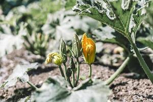 orangefarbene und grüne Zucchiniblüten aus nächster Nähe, die im Saatbeet im offenen Boden wachsen, veganes Essen, Markkürbis, Küchengarten foto