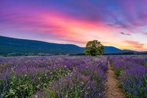 Baum im Lavendelfeld bei Sonnenuntergang in der Provence. Traumnaturlandschaft, fantastische Farben über einsamen Baum mit erstaunlichem Sonnenuntergangshimmel, bunte Wolken. ruhige Naturszene, schöne saisonale Landschaft foto