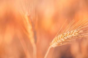 Weizenfeld Sonnenuntergang. Ohren der goldenen Weizennahaufnahme. Ländliche Landschaft unter strahlendem Sonnenlicht. nahaufnahme des reifen goldenen weizens, unscharfes goldenes erntezeitkonzept. natur landwirtschaft, sonnenstrahlen helle landwirtschaft foto