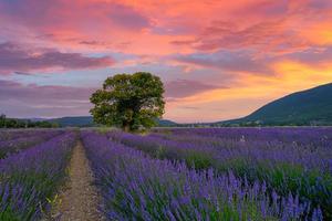 Baum im Lavendelfeld bei Sonnenuntergang in der Provence. Traumnaturlandschaft, fantastische Farben über einsamen Baum mit erstaunlichem Sonnenuntergangshimmel, bunte Wolken. ruhige Naturszene, schöne saisonale Landschaft foto