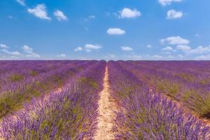 blühendes Lavendelfeld unter dem strahlenden Sommerhimmel. atemberaubende landschaft mit lavendelfeld am sonnigen tag. schöne violett duftende Lavendelblüten. erstaunliche naturlandschaft, malerisch landschaftlich foto