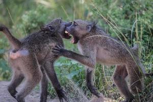 Paviane kämpfen im Krüger-Nationalpark