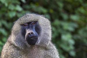 Kopfansicht des Anubuspavians im Tarangire-Nationalpark, Tansania foto
