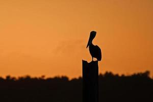Pelikan Silhouette foto