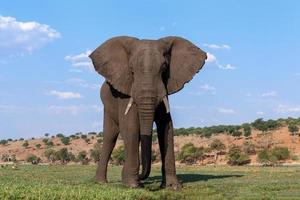 afrikanischer Elefant im Chobe-Nationalpark foto