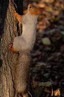 ein schelmisches Eichhörnchen auf einem Baum foto