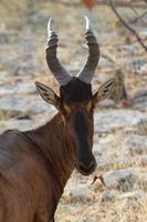 Gnus im Etosha-Nationalpark in Namibia