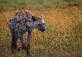 Hyäne zu Fuß foto