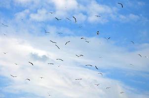 Viele weiße Möwen fliegen am wolkigen blauen Himmel foto