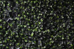 Grüner Efeu wächst entlang der Mauer. Textur dichter Dickichte wilder Weinreben foto