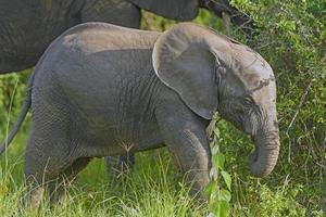 Elefantenbaby in der Wildnis foto