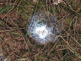 frische Waldpilze aus dem Wald foto