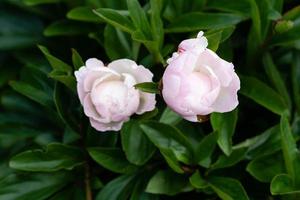 die milchweiße pfingstrose paeonia lactiflora foto
