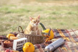 das Erntedankfest. Erntedankfest. Thanksgiving-Herbst-Hintergrund von Kürbissen. Kürbisse. Katze. Banner. Platz kopieren foto