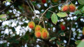 frische rote rambutanfrüchte, die im sommer von thailand am baum hängen, tropischer fruchtsüßer geschmack auf grünem hintergrund. foto