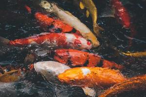 goldene karpfen und koi-fische, bunte zierfische schwimmen in einem künstlichen teich, tierkonzept. foto