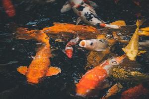 goldene karpfen und koi-fische, bunte zierfische schwimmen in einem künstlichen teich, tierkonzept. foto