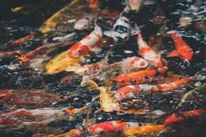 goldene karpfen und koi-fische, bunte zierfische schwimmen in einem künstlichen teich, tierkonzept. foto