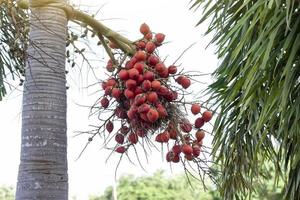 rote betelpalme oder betelnuss auf baum mit sonnenlicht auf naturhintergrund. foto