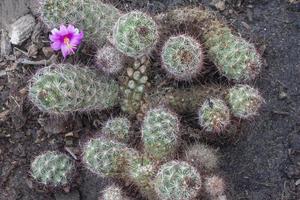 Draufsicht auf Kaktus oder Mammillaria Scrippsiana mit lila Blüten im Topf. foto