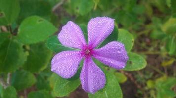 Madagaskar Immergrün Blume auf einer Pflanze foto