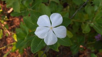 Madagaskar Immergrün Blume auf einer Pflanze foto