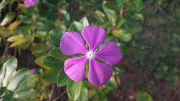 Madagaskar Immergrün Blume auf einer Pflanze foto