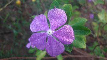 Madagaskar Immergrün Blume auf einer Pflanze foto