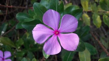 Madagaskar Immergrün Blume auf einer Pflanze foto