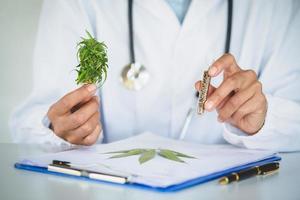 Arzt erforscht Hanföl. Cannabiskrautforschung, medizinisches Marihuana, cbd-Hanfölforschung. foto