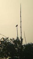 blauer himmel, wolke, hintergrund, klar, sonnenlicht, sommer foto