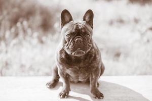 Französische Bulldogge schwarz mit gestromter Farbe sitzt auf dem Hintergrund der Natur. Porträt eines jungen Hundes. foto