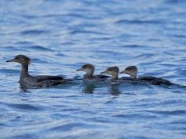 Mamma Merganser und Babys foto