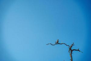 brauner Vogel auf totem Baum foto