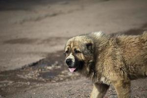 streunender Hund auf der Straße. verlassener Hund im Sommer in der Stadt. Tier ohne Besitzer. foto