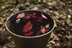 Blätter schwimmen im Wasser. Herbstblätter im Stahleimer. Eimer Wasser im Garten. Gartenwerkzeug. foto