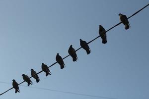 Vögel auf Draht. tauben auf stromkabel gegen himmel. Silhouetten von Vögeln. foto