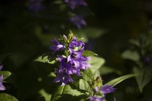 Natur im Sommer. Pflanzen im Park. natürliche Schönheit. foto